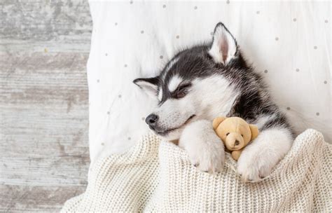 We did not find results for: Husky Puppy Sleeping (What You Need To Know) | Pet Igloo