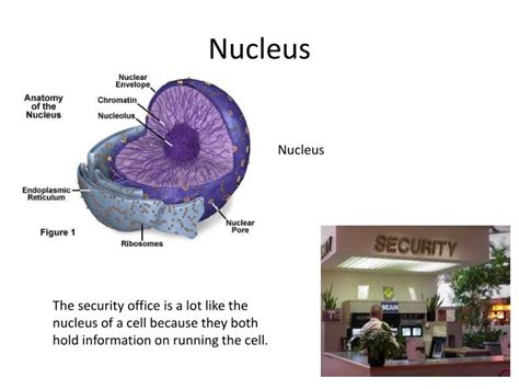 Maybe you would like to learn more about one of these? PPT - Cell Parts Analogy: Shopping Mall PowerPoint ...