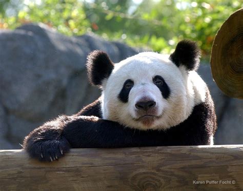 Giant Pandas Ya Ya And Le Le Leaving Memphis Zoo — Karen Pulfer Focht