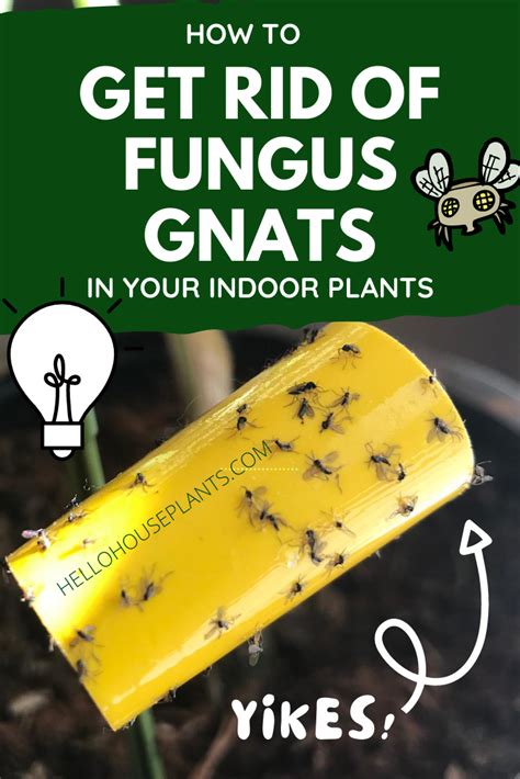 How To Get Rid Of Fungus Gnats Indoors