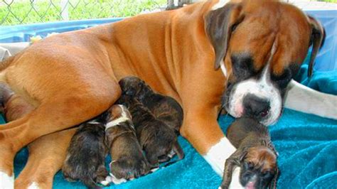 Great Mother Boxer Dog Giving Birth To Many Cute Puppies Youtube