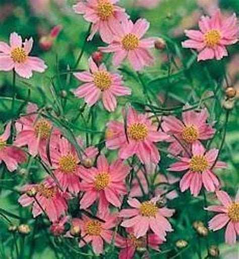 Coreopsis Rosea American Dream Perennial Plant Sale Shipped From