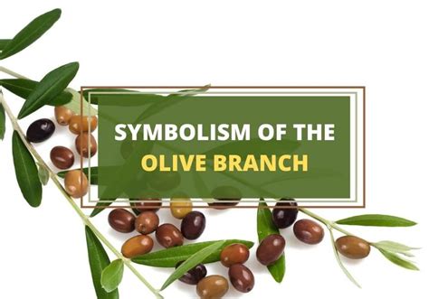 Why Is The Olive Branch A Symbol Of Peace Symbol Sage