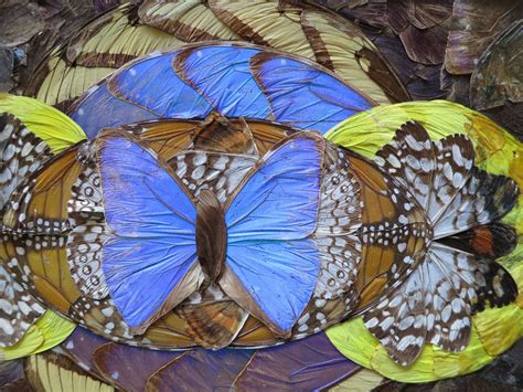 Butterflytest Jan Eugster Llc