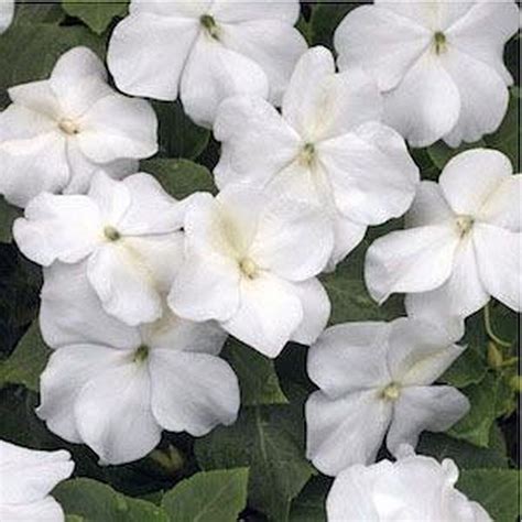 50 Pcs White Impatiens Walleriana Baby Flower Seeds Mnss Seeds And Bulbs
