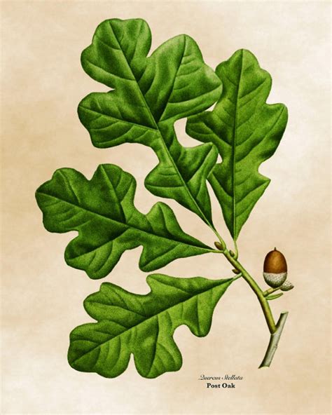 Vintage Botanical Print Illustration Green Leaves Clipart English Oak