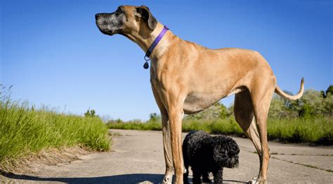 Great Dane Growth Chart Male And Female Weight And Height Love Your Dog