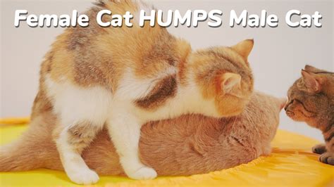 Mom Cat Humps Son Cat I Know Thats Awkward But So Funny🤣 Youtube