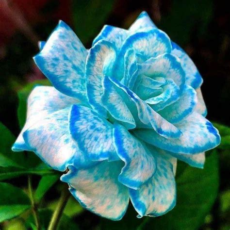 beautiful unique blue and white color rose 💙💙 in 2020 beautiful rose flowers beautiful