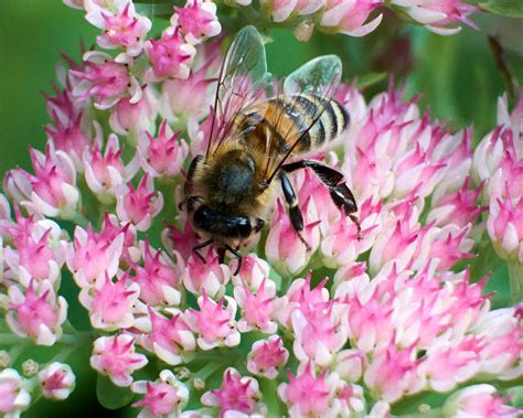 Sorting and delivering packages of live honeybees isn't the favorite task of postal workers. Bee on Sedum | The Sedum is currently the favourite flower ...