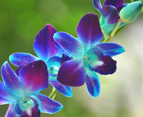 Blue Orchid Wallpapers Top Free Blue Orchid Backgrounds Wallpaperaccess