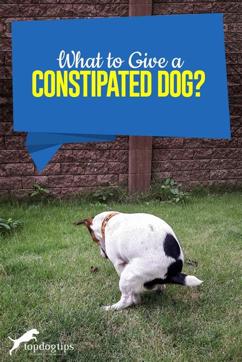 What To Give A Constipated Dog Top Dog Tips