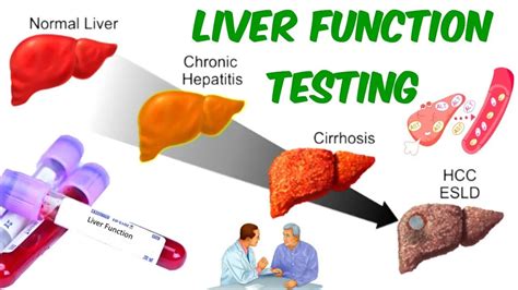 Normal Liver Function Tests