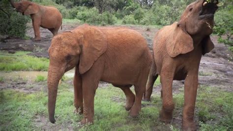 Orphaned Baby Elephants Get Second Chance At Survival World Elephant