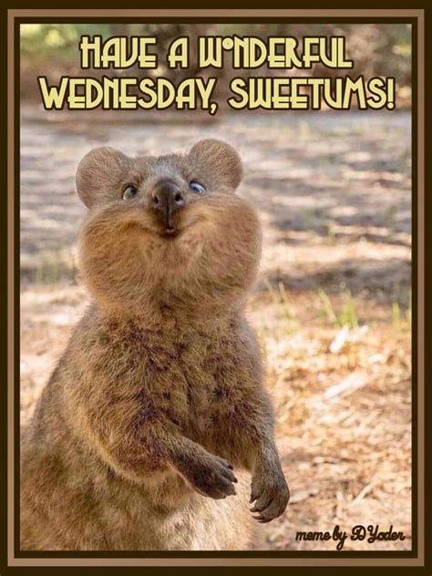 Have A Wonderful Wednesday Sweetums Quokka Funny Animal Photos