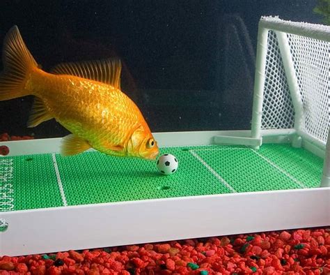 Goldfish Soccer Game