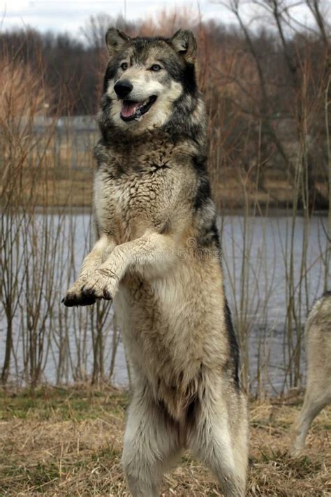 Jumping Wolf Stock Image Image Of Jumping Lupus Canines 20044971