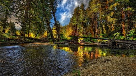 Forest Nature Water Trees Landscape Wallpapers Hd Desktop And