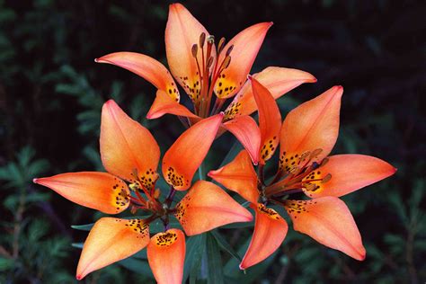5 Lilies Native To The Northeastern Us