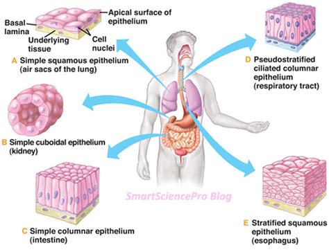 Epithelial tissues are present in skin, respiratory tract, in lungs alveoli, in kidney tubules, etc. Smart Science Pro: Exploration of Structure and Functions ...