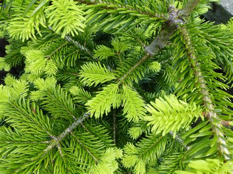 10 fast growing evergreen trees for privacy