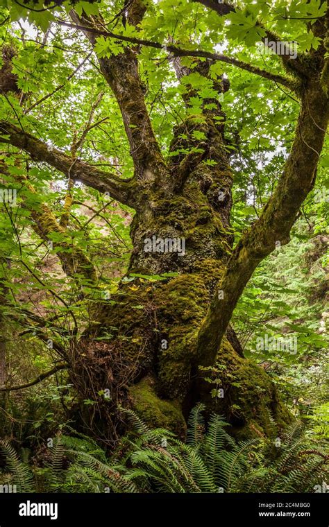 A Big Leaf Maple Tree In South Whidbey Island State Park Washington
