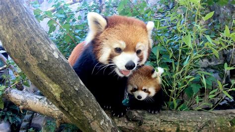 Red Panda Baby And Mom Meet The Zoo S New Red Panda Cub Milwaukee