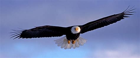 American Bald Eagle Foundation In Haines Alaska American Bald Eagle