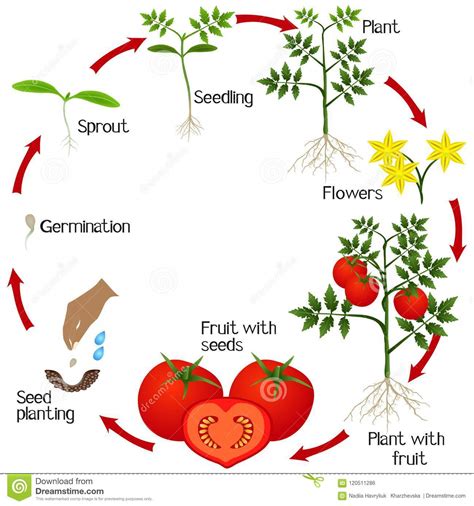 Maybe you would like to learn more about one of these? Cycle Of Growth Of A Tomato Plant On A White Background ...