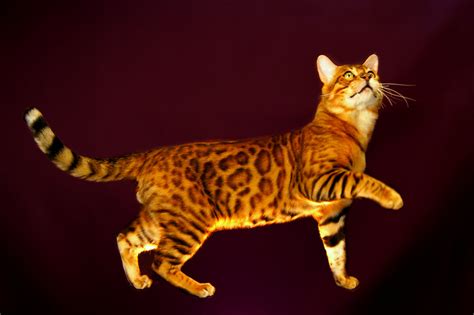 A Few Fun Facts About The Brilliant Bengal Cat Meowingtons