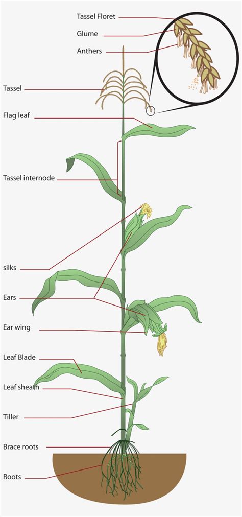 Parts Of A Corn Plant Diagram Photos Cantik