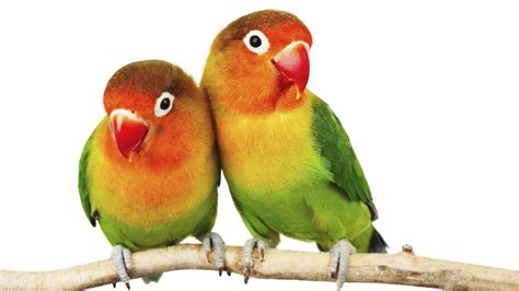I have these fischer lovebirds for sale. Pair Of Lovebirds Agapornis Fischeri Isolated On White ...