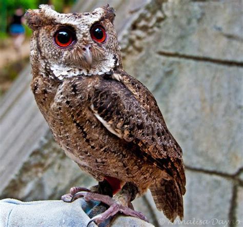 Philippine Scops Owl Alchetron The Free Social Encyclopedia