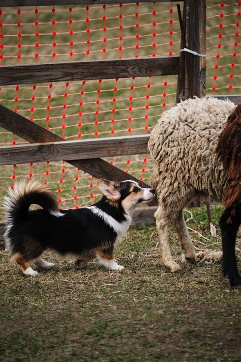 Sports Standard For Dogs On The Presence Of Herding Instinct A