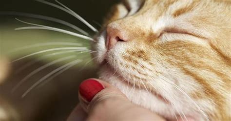 So, why do some cats follow us? Why Does My Cat Follow Me Everywhere? | ZooAwesome