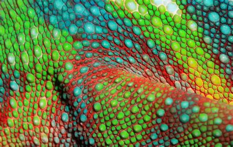 The 10 Most Colorful Chameleons Complete With Gorgeous Pictures