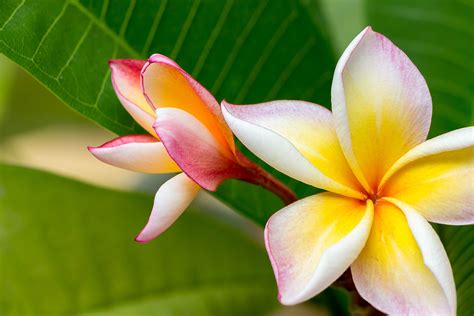 Free Download Plumeria Flowers Wallpapers Hd Desktop And Mobile