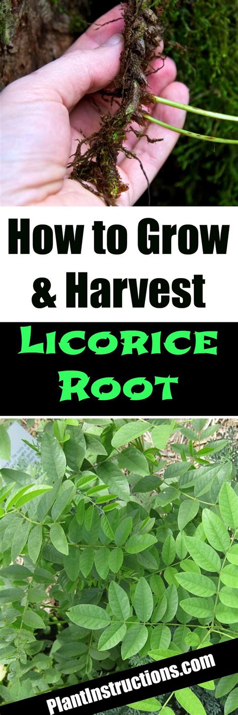 How To Grow Licorice Plants Plant Instructions