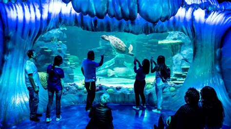 Sea Life Sydney Aquarium Is Opening Its Doors For 24 Hours