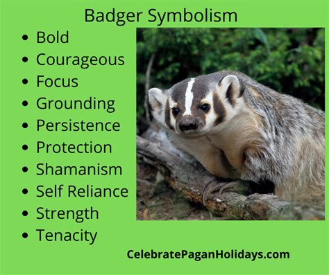 Badger Spirit Animal Meanings And Symbolism — Celebrate Pagan Holidays