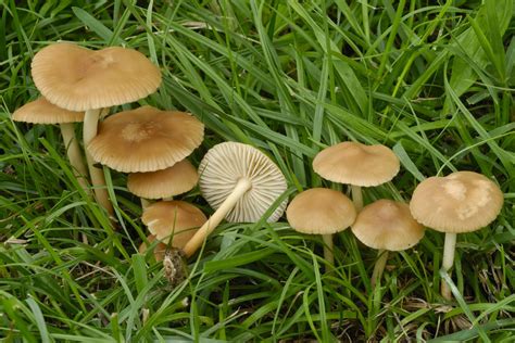 Fairy Ring Marasmius A Field Guide To Mushrooms In Ontario