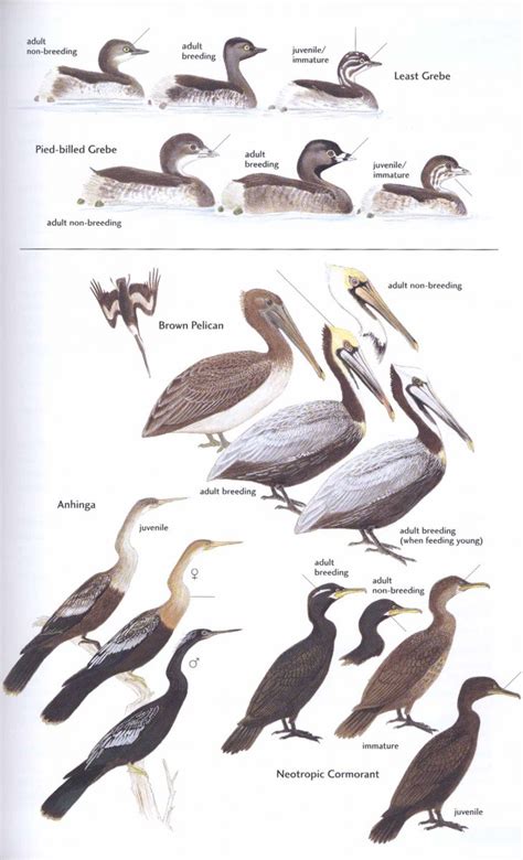Field Guide To The Birds Of Trinidad And Tobago