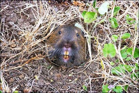 Members of the squirrel family, groundhogs are squarish, stocky animals that typically weigh between 4 and 14 pounds. Phoenix Gopher Removal