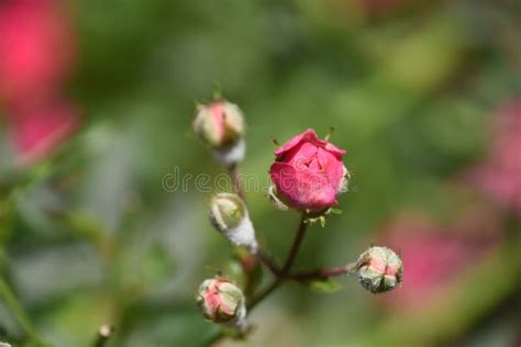 Pretty Red Budding Rose Bush With Tiny Buds Stock Photo Image Of