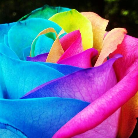 Our delicious birthday gift baskets make it a birthday delivery to remember. Rainbow roses | Rainbow roses, Rose, Flowers