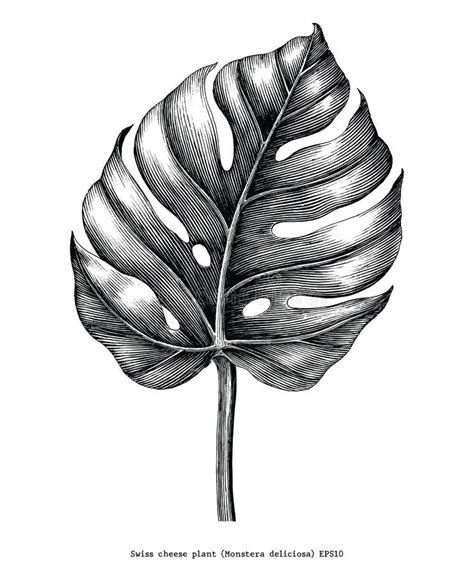 Monstera Leaf Hand Draw Vintage Engraving Clip Art Isolated On W Stock
