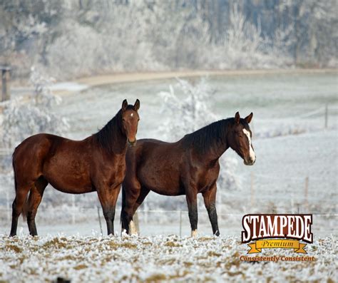 Feeding Horses In Cold Weather Stampede Premium Forage Consistently