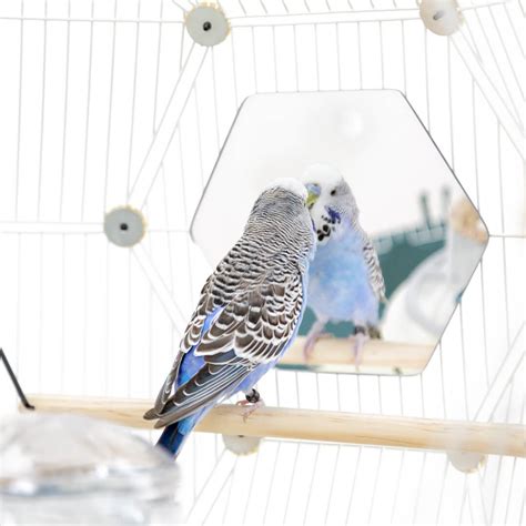 Give Your Budgies A Chance To See Their Own Beauty New Geo Bird
