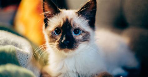 Balinese Cat Breed Of The Week Memorials For A Lifetime