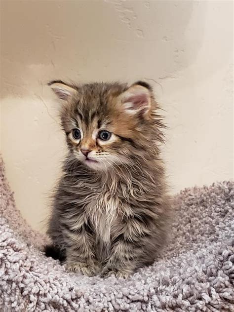 Find cats and kittens for sale, near you and across australia. Montana Siberian Kittens For Sale | Exotic Kitten In MT ...